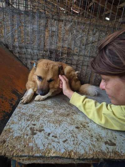Tierschutzhunde suchen ein Zuhause-Beitrag-Bild