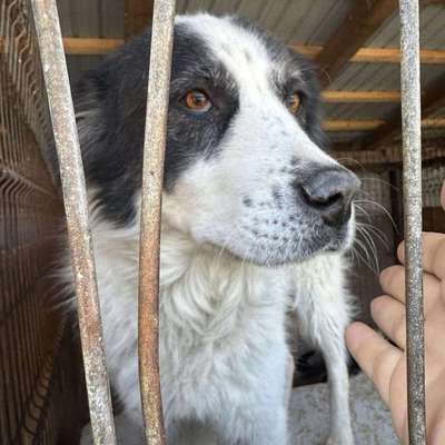 Tierschutzhunde suchen ein Zuhause-Beitrag-Bild