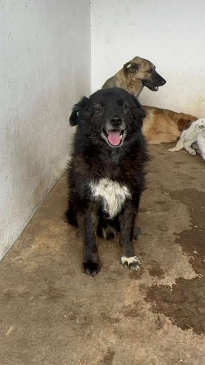 Tierschutzhunde suchen ein Zuhause-Beitrag-Bild