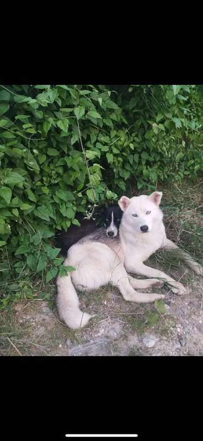 Tierschutzhunde suchen ein Zuhause-Beitrag-Bild