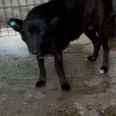 Tierschutzhunde suchen ein Zuhause-Beitrag-Bild