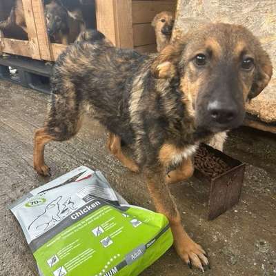 Tierschutzhunde suchen ein Zuhause-Beitrag-Bild