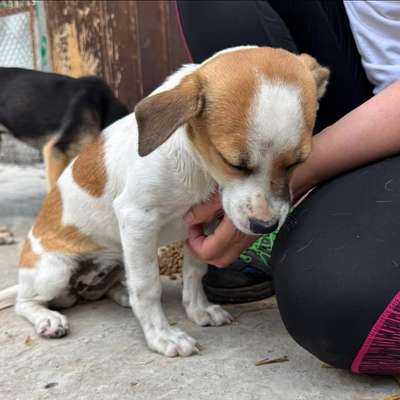 Tierschutzhunde suchen ein Zuhause-Beitrag-Bild
