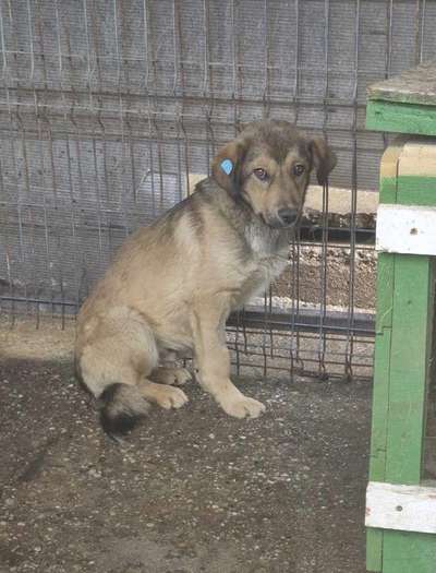 Tierschutzhunde suchen ein Zuhause-Beitrag-Bild