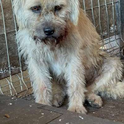 Tierschutzhunde suchen ein Zuhause-Beitrag-Bild