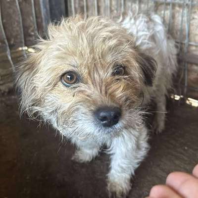 Tierschutzhunde suchen ein Zuhause-Beitrag-Bild