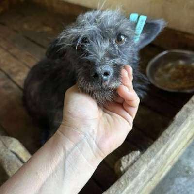 Tierschutzhunde suchen ein Zuhause-Beitrag-Bild