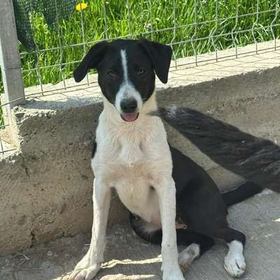 Tierschutzhunde suchen ein Zuhause-Beitrag-Bild
