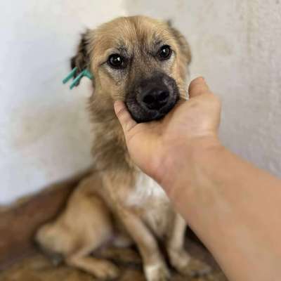 Tierschutzhunde suchen ein Zuhause-Beitrag-Bild