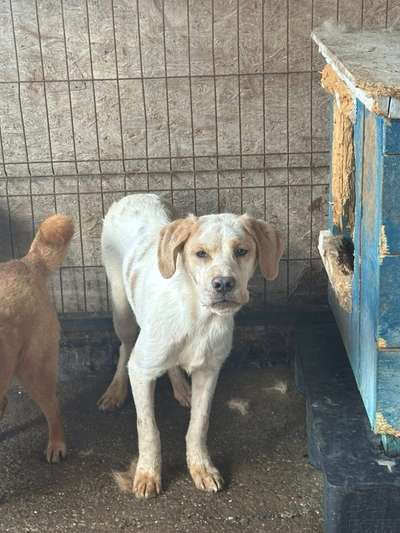 Tierschutzhunde suchen ein Zuhause-Beitrag-Bild