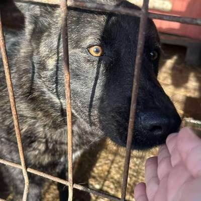 Tierschutzhunde suchen ein Zuhause-Beitrag-Bild