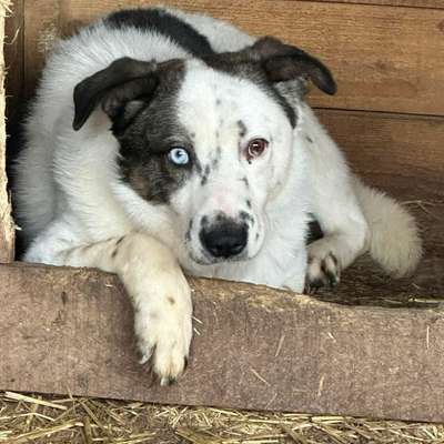 Tierschutzhunde suchen ein Zuhause-Beitrag-Bild