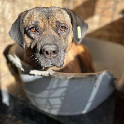 Tierschutzhunde suchen ein Zuhause-Beitrag-Bild