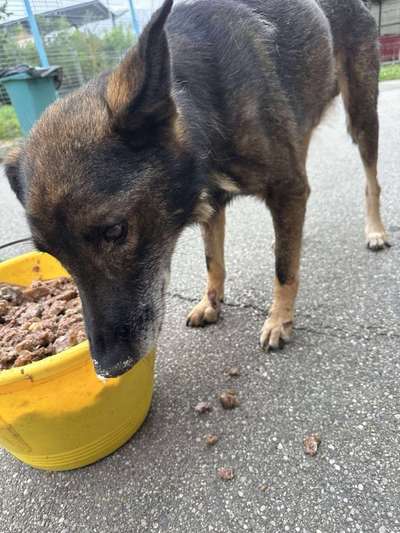 Tierschutzhunde suchen ein Zuhause-Beitrag-Bild