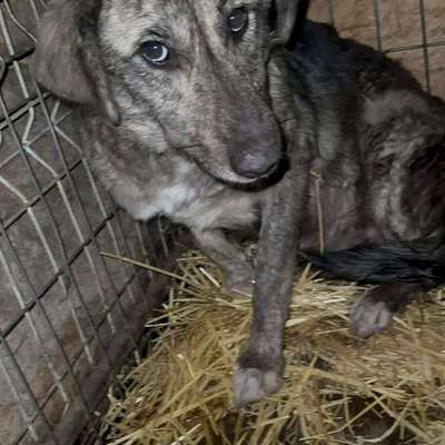 Tierschutzhunde suchen ein Zuhause-Beitrag-Bild