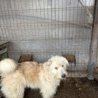 Tierschutzhunde suchen ein Zuhause-Beitrag-Bild