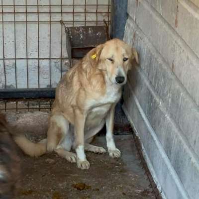 Tierschutzhunde suchen ein Zuhause-Beitrag-Bild