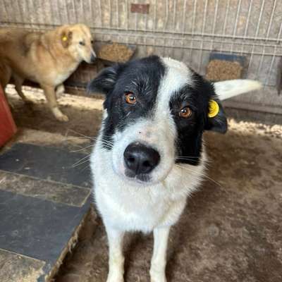 Tierschutzhunde suchen ein Zuhause-Beitrag-Bild