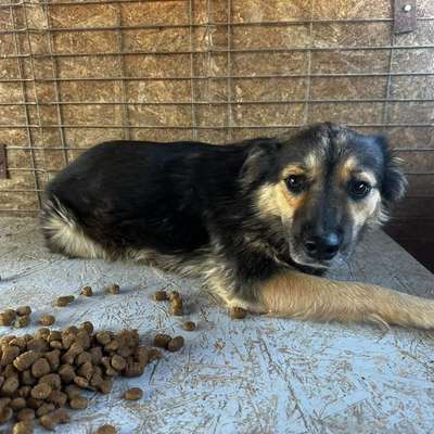 Tierschutzhunde suchen ein Zuhause-Beitrag-Bild