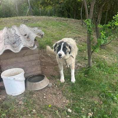 Tierschutzhunde suchen ein Zuhause-Beitrag-Bild