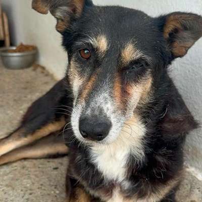 Tierschutzhunde suchen ein Zuhause-Beitrag-Bild