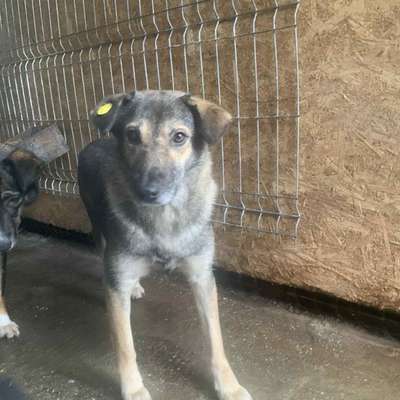 Tierschutzhunde suchen ein Zuhause-Beitrag-Bild