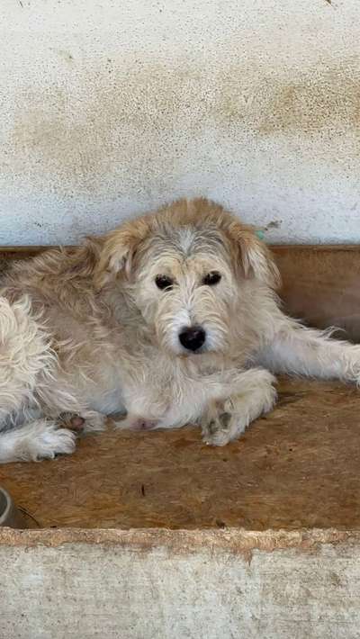 Tierschutzhunde suchen ein Zuhause-Beitrag-Bild