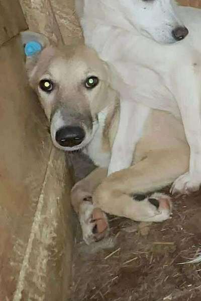 Tierschutzhunde suchen ein Zuhause-Beitrag-Bild