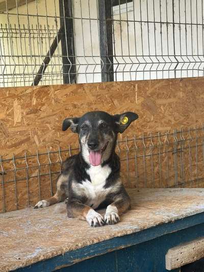 Tierschutzhunde suchen ein Zuhause-Beitrag-Bild