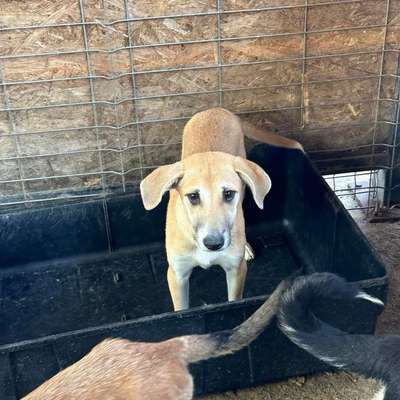 Tierschutzhunde suchen ein Zuhause-Beitrag-Bild