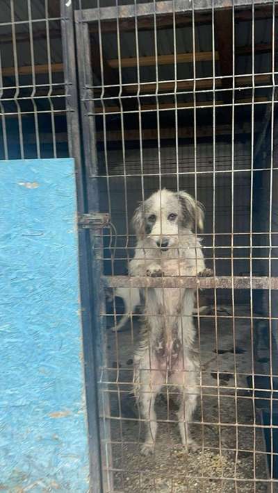 Tierschutzhunde suchen ein Zuhause-Beitrag-Bild