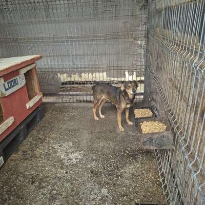 Tierschutzhunde suchen ein Zuhause-Beitrag-Bild