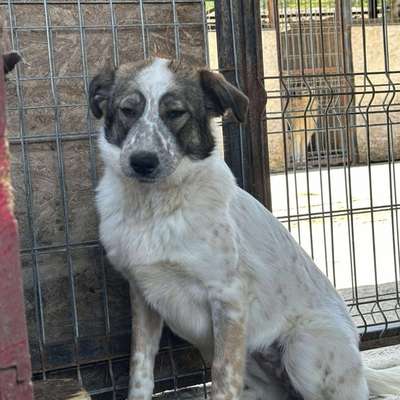 Tierschutzhunde suchen ein Zuhause-Beitrag-Bild