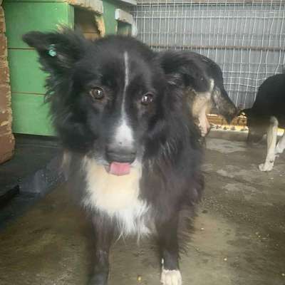 Tierschutzhunde suchen ein Zuhause-Beitrag-Bild