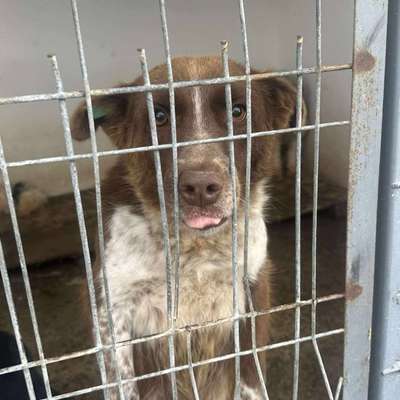 Tierschutzhunde suchen ein Zuhause-Beitrag-Bild