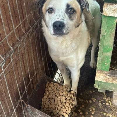 Tierschutzhunde suchen ein Zuhause-Beitrag-Bild