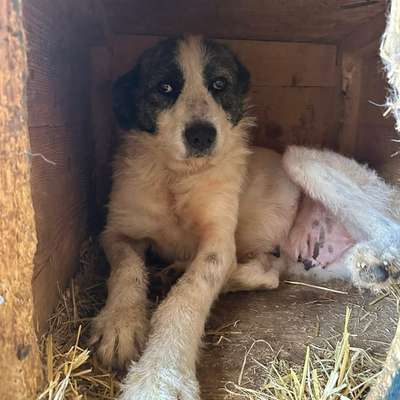 Tierschutzhunde suchen ein Zuhause-Beitrag-Bild