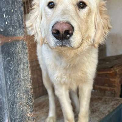 Tierschutzhunde suchen ein Zuhause-Beitrag-Bild