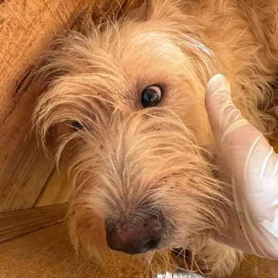 Tierschutzhunde suchen ein Zuhause-Beitrag-Bild