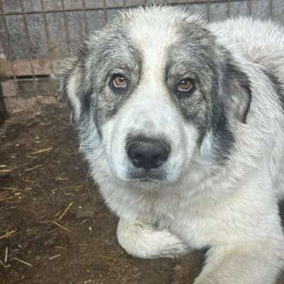 Tierschutzhunde suchen ein Zuhause-Beitrag-Bild