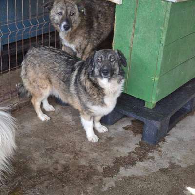 Tierschutzhunde suchen ein Zuhause-Beitrag-Bild