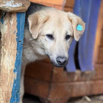 Tierschutzhunde suchen ein Zuhause-Beitrag-Bild