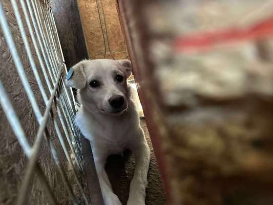 Tierschutzhunde suchen ein Zuhause-Beitrag-Bild