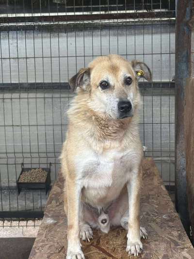 Tierschutzhunde suchen ein Zuhause-Beitrag-Bild