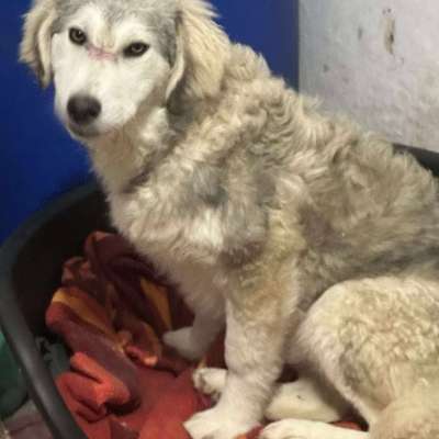 Tierschutzhunde suchen ein Zuhause-Beitrag-Bild