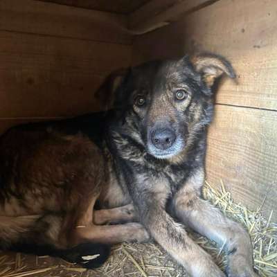 Tierschutzhunde suchen ein Zuhause-Beitrag-Bild