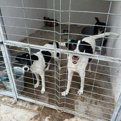 Tierschutzhunde suchen ein Zuhause-Beitrag-Bild