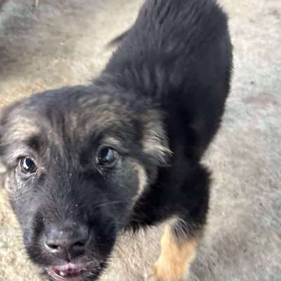 Tierschutzhunde suchen ein Zuhause-Beitrag-Bild