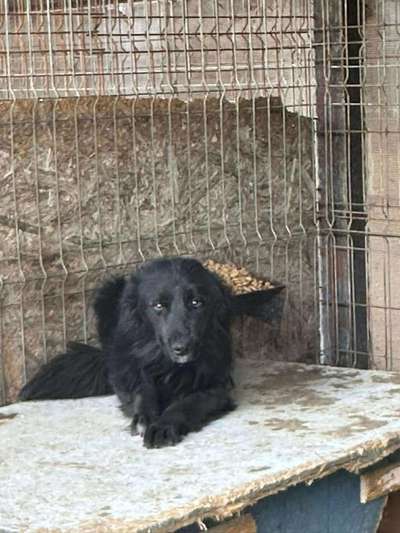 Tierschutzhunde suchen ein Zuhause-Beitrag-Bild