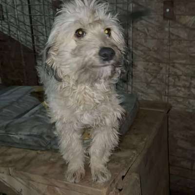 Tierschutzhunde suchen ein Zuhause-Beitrag-Bild